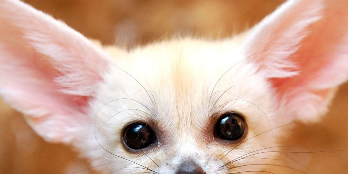 1280x1024 55+ Fennec Fox Wallpapers - Download at