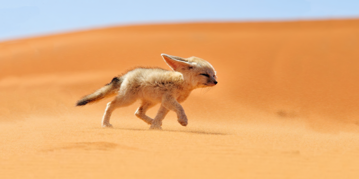 3840x2160 Fennec Fox in the Desert (3840x2160
