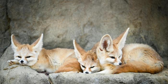 5362x3016 Fennec Fox Photos, Download The BEST