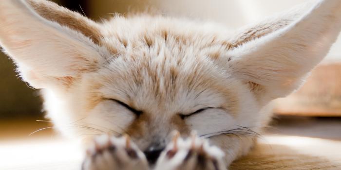 1920x1200 Animal Fennec Fox HD Wallpaper