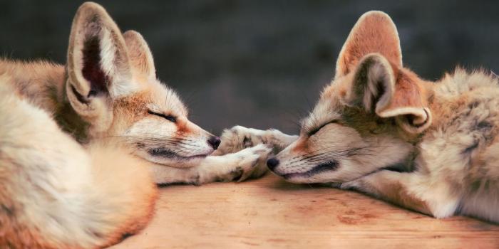 2560x1440 13 Excellent HD Fennec Fox Wallpapers
