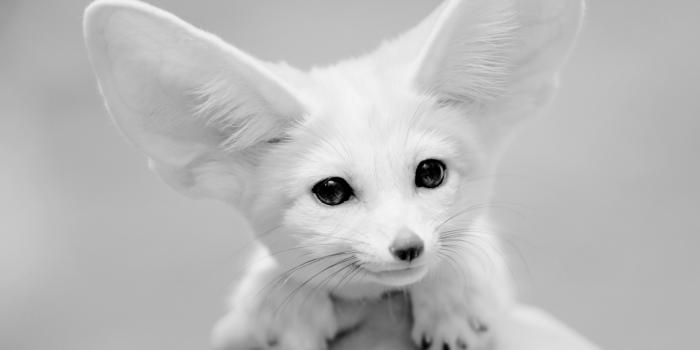 3840x2160 Fennec Fox Ultra HD Desktop Background