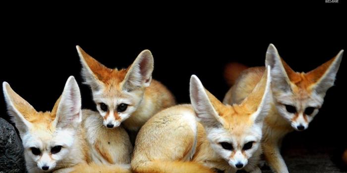 1600x900 Fennec Fox Wallpapers