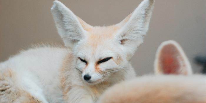 3072x4608 Fennec Foxes Photos, Download The BEST