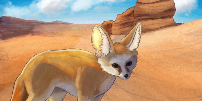 1920x2400 René Westerveld - Fennec fox