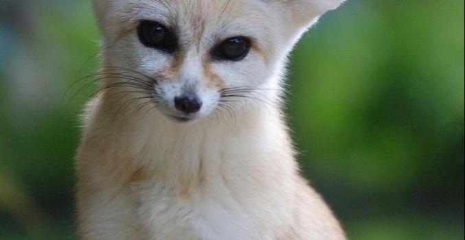 677x1200 Adorable Fennec Fox Pictures: Discover