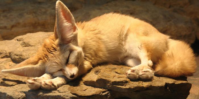 1920x1080 Photos Foxes Fennec fox animal 1920x1080