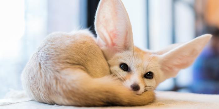 2560x1440 Foxes Fennec fox Staring Animals 2560x1440