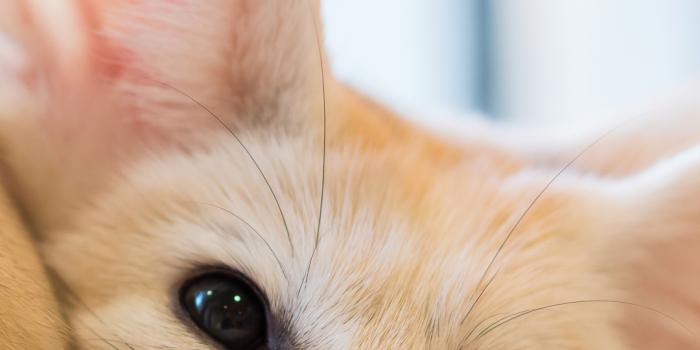 1080x2220 Fennec Fox Phone Wallpaper