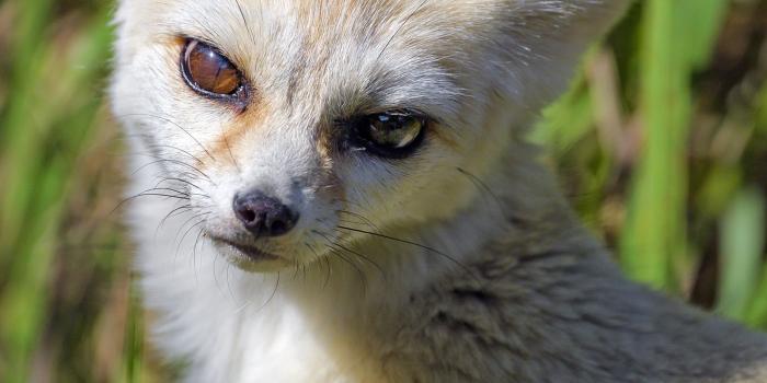 1440x2560 Download wallpaper 1440x2560 fennec fox