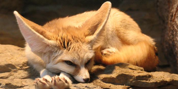 1600x1200 Fennec fox pet, Weird animals, Animals