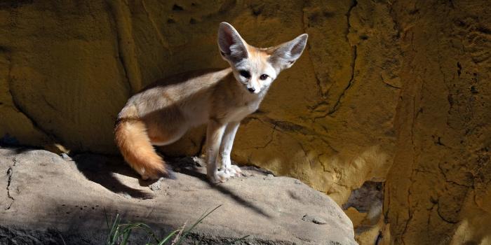 1920x1080 Fennec Cute Kawaii Fox Wallpaper