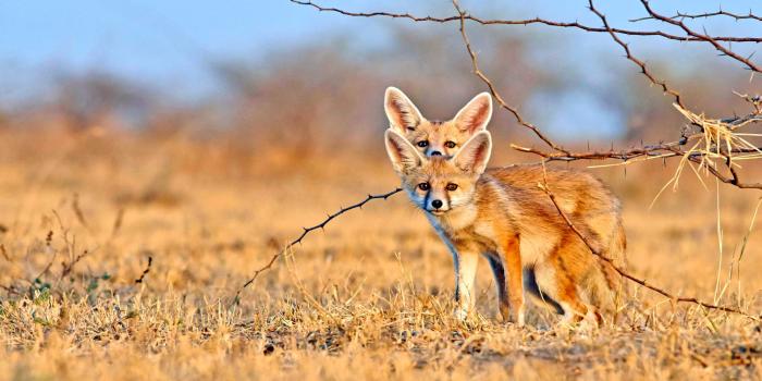 1920x1080 Fennec foxes - backiee