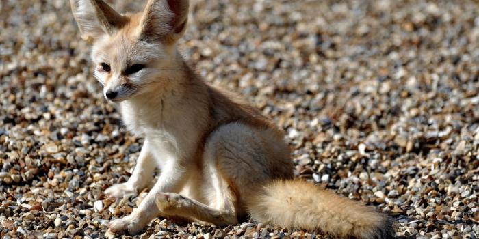 1920x1200 Animal Fennec Fox HD Wallpaper