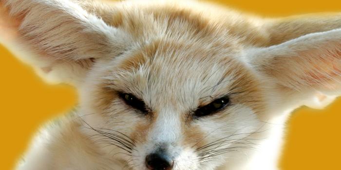 1920x1200 Fox Wallpapers - Animal Spot