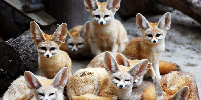 1920x1200 Fennec Fox HD Wallpapers 20101 - Baltana