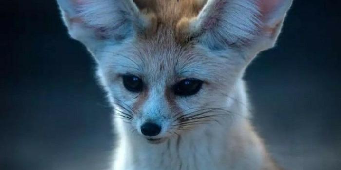 736x1451 Sarah Cali on Fennec Fox | Cute