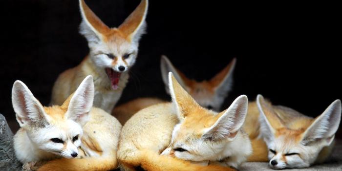 1920x1080 Cute Fennec fox family - backiee