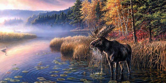 3510x2237 Animal Moose HD Wallpaper by James Meger