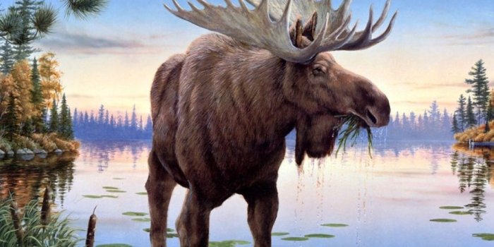 1024x1024 Moose Oil Painting iPad Wallpaper
