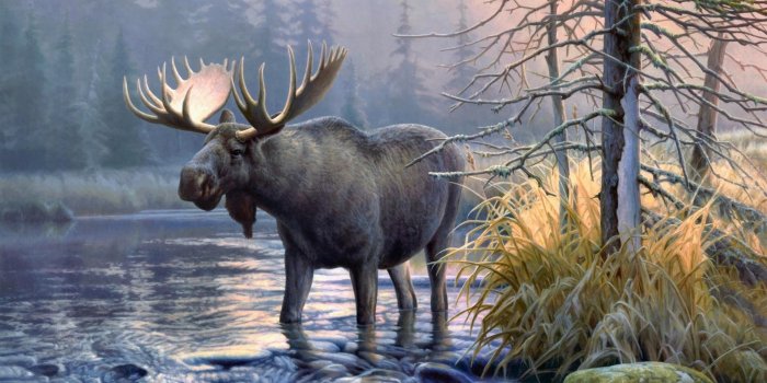 1920x1080 Moose in the lake - backiee