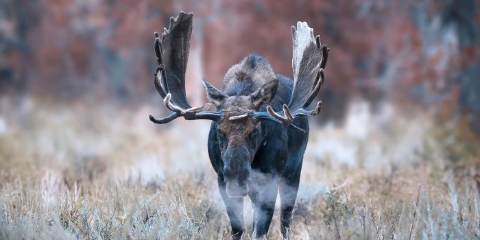 1920x1101 100+ Moose HD Wallpapers and Backgrounds