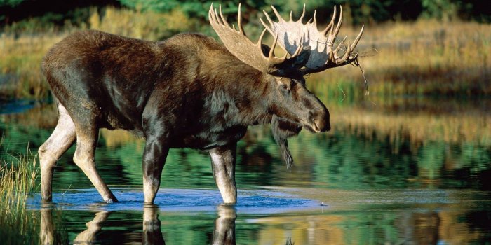 1600x1000 Moose Wallpapers