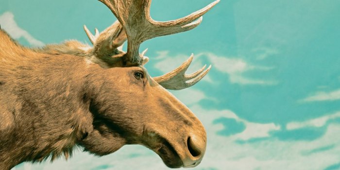 1000x1503 1000+ Moose Pictures | Download Free