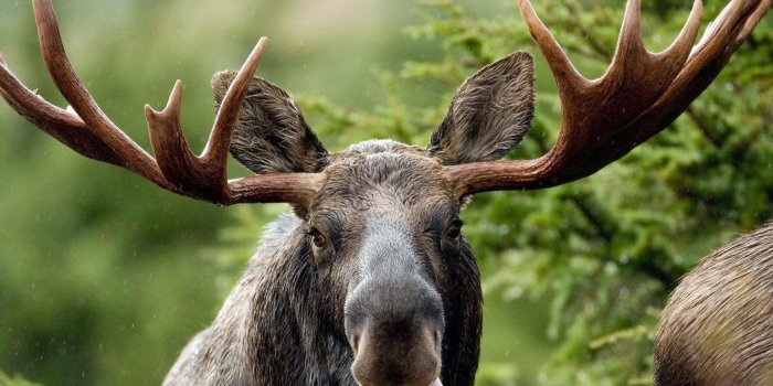 1920x1440 Baby Moose Wallpapers