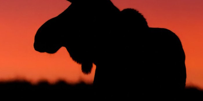 947x2048 Sunset Moose Cellphone Wallpaper