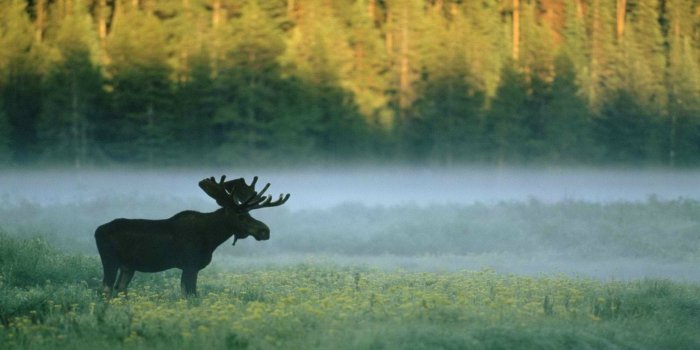 1920x1080 Majestic Moose in a Serene Forest