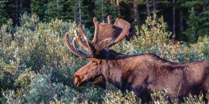 3200x2133 Morning Moose Mural - Murals Your Way