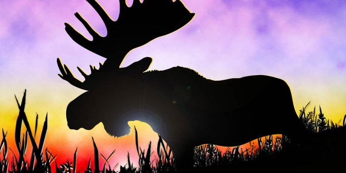 1280x800 Moose Wallpaper and Background