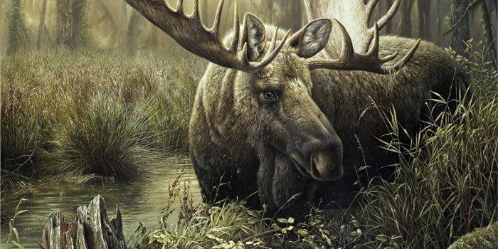 1331x1024 Desktop Wallpapers Moose animal