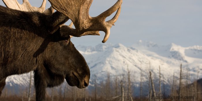 2048x1365 Animal Moose HD Wallpaper