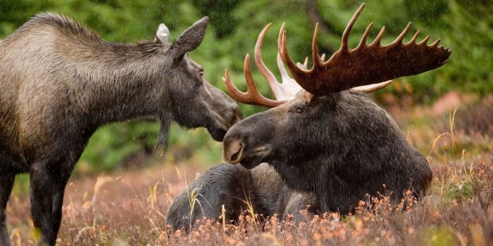 1200x800 HD Desktop Background With two moose in