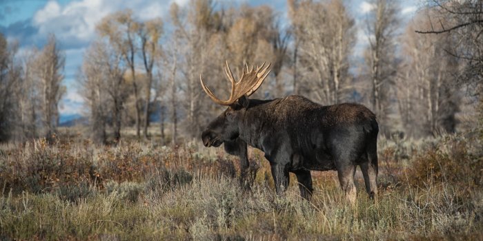 2560x1440 Wallpaper Moose Animals 2560x1440