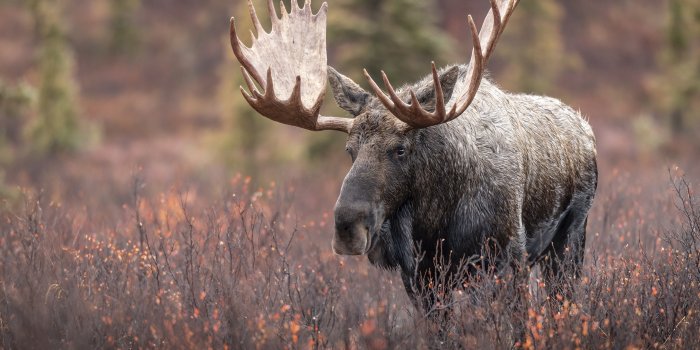 2880x1920 Animal Moose HD Wallpaper