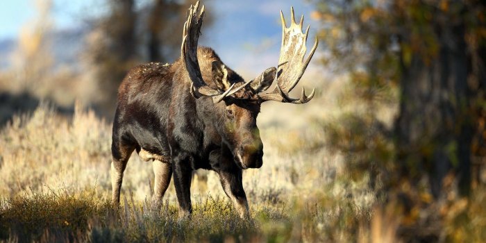 1920x1200 HD Desktop Wallpapers Of Moose Deer