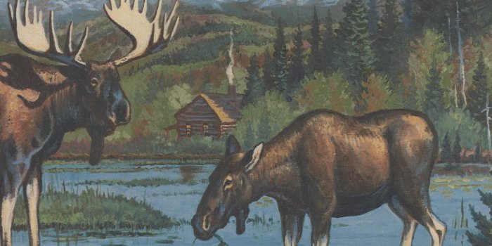 2560x2249 Moose in the Forest Swamp Wide