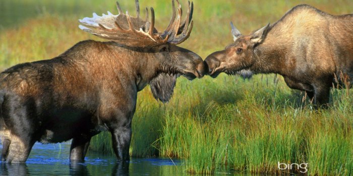 1920x1200 50 Moose HD Wallpapers | Backgrounds