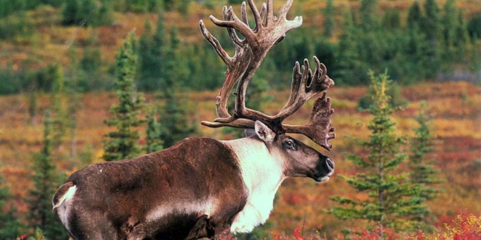 1024x789 Moose Wallpaper - Animals Town