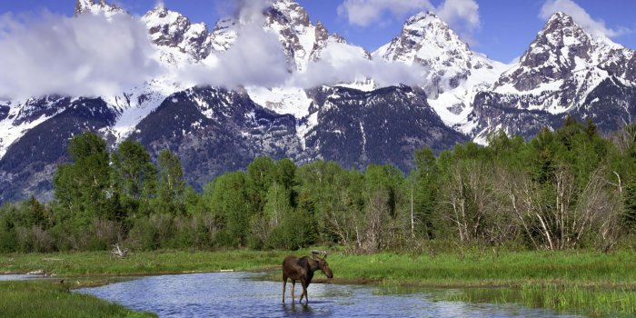 1920x1080 Moose in Grand Teton National Park