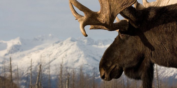 1440x900 Moose Background Wallpapers 75195 - Baltana