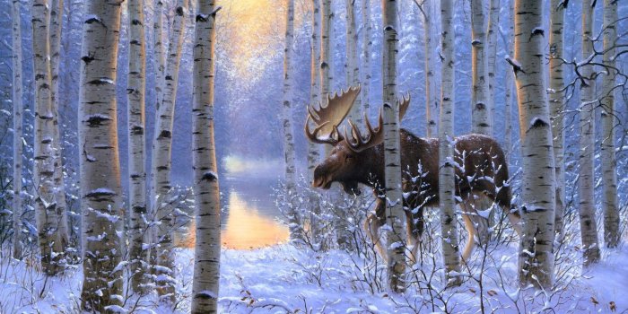 1332x850 Moose Winter Wallpapers