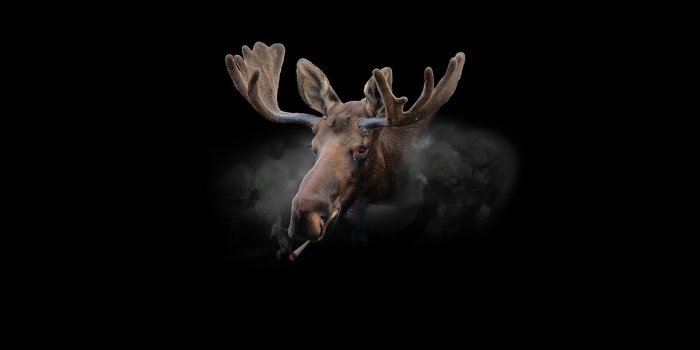 1920x1080 Download Moose Smoking 420 Wallpaper