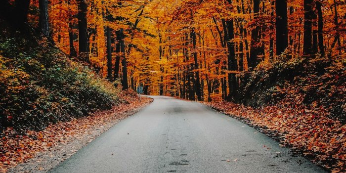 1000x1250 Autumn Wallpapers: Free HD Download