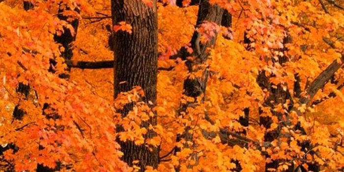 736x1309 Fall wallpaper