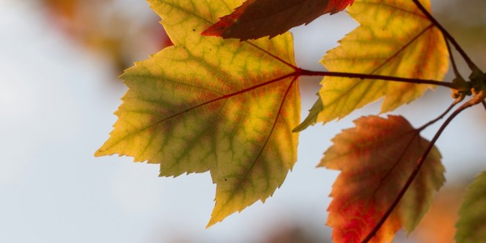 1000x1333 Autumn Wallpapers: Free HD Download