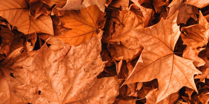 3648x5472 Autumn Background Photos, Download The
